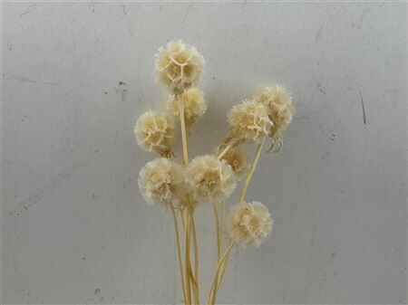 Pres Scabiosa 10pc Bleached Slv