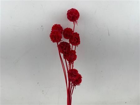 Pres Scabiosa 10pc Red Bunch