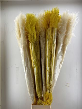 Dried Cortederia Lao Grass Springmix Yellow