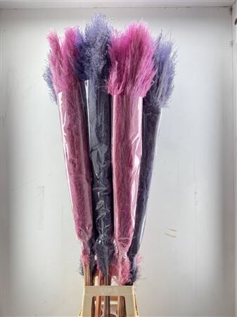 Dried Cortederia Lao Grass Springmix Pink