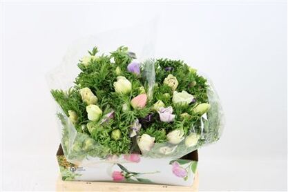 Anem Marianne Pastel