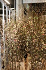 Chaenomeles Jap Salmon Pink 140 160cm P Stem X20