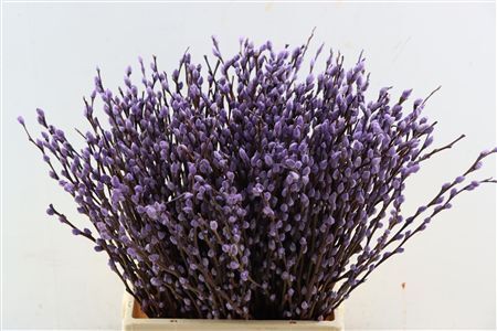 Salix Wilgenkatjes Milka 50cm P Stem