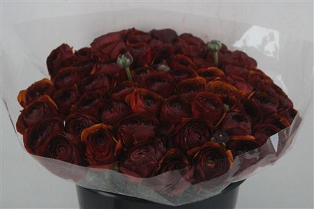 Ran Cloni Ex Brownie