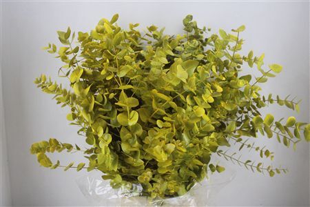 Euca Cinerea Yellow 200gr P Bunch