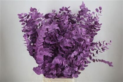 Euca Cinerea Lila 200gr P Bunch