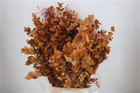 Euca Cinerea Ex Oranje 200gr Pbs