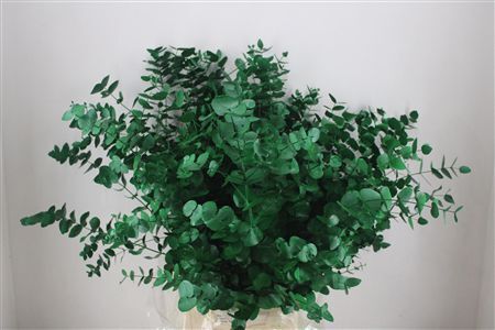 Euca Cinerea Green P Bunch