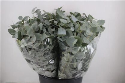 Cinerea Short 150gr