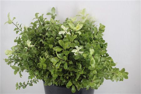 Pittosp Nevato Wit 150gr P Bunch