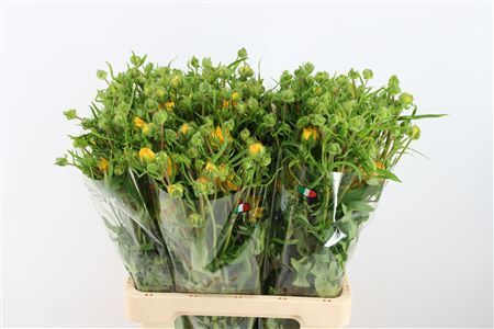 Ran Moderna Star Proxima