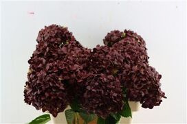 Hydr M Bordeaux Dark Tinted