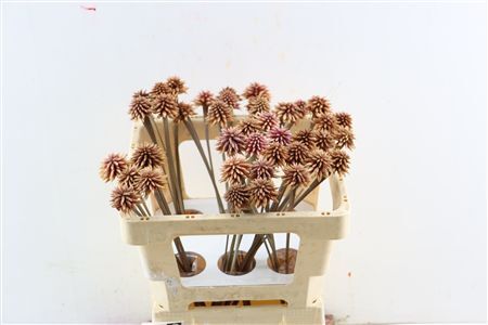 Inirida Flower Old Pink