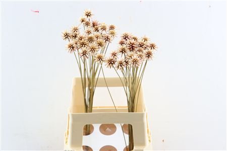 Inirida Flower Caramel