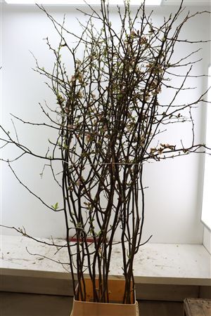 Chaenomeles Jap Pink 160 180cm P Stem X15