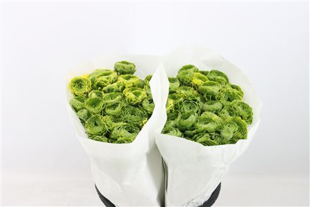 Ran Ponpon Ex Peter Pan