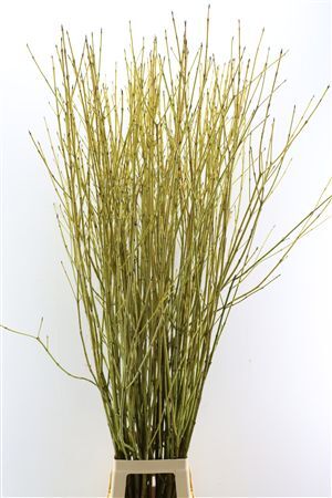 Cornus S Flaviramea Spray