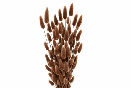 Dried Lagurus X5 Bl Dark Brown Bunch