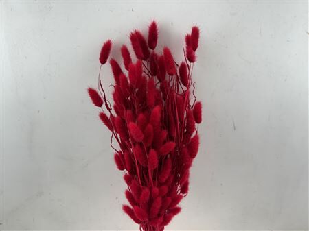 Dried Lagurus X5 Bl Red Bunch