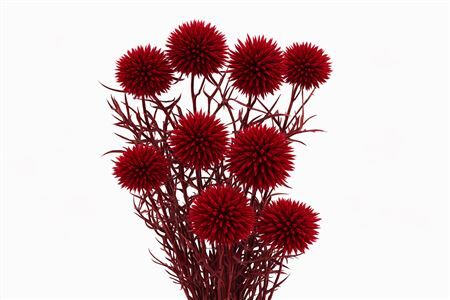 Pres Echinops 10pc Red Bunch