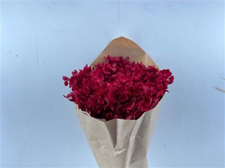 Pres Hydrangea Bordeaux Bunch