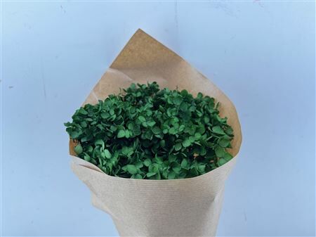 Pres Hydrangea Olive Green Bunch