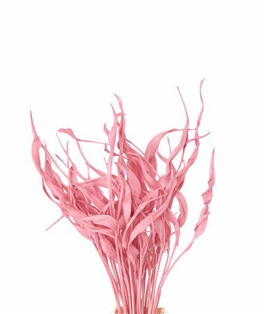 Dried Strelitziablad Lichtrose P Stem