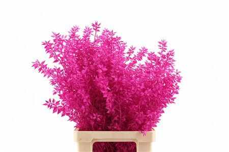 Pres Ruscus Cerise P Stem