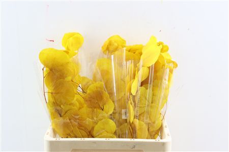 Pres Euca Populus Yellow Bunch