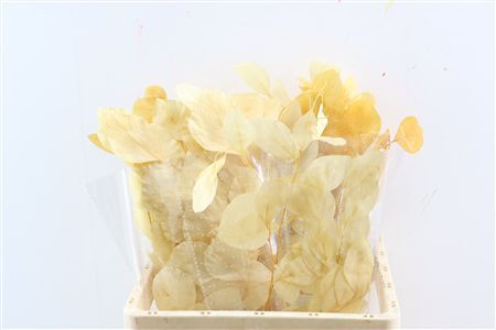 Pres Euca Populus Bleached Bunch