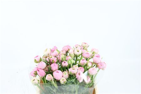 Ran Amandine Marshmallow L Pink