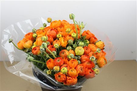 Ran Cloni Ex Mandarino