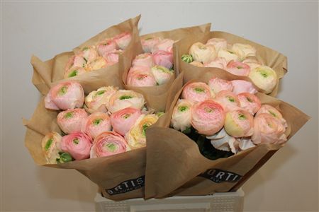 Ran Cloni Ex Pastello Succes