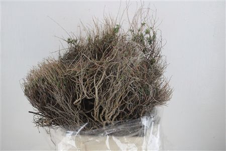 Euph Spinoza Medium 400gr P Bunch