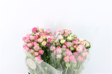 Ran Amandine Porcelaine