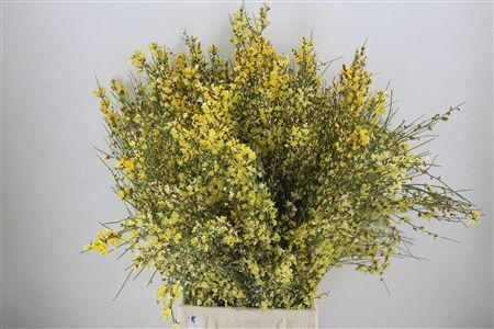 Ginster 400gr Yellow P Bunch