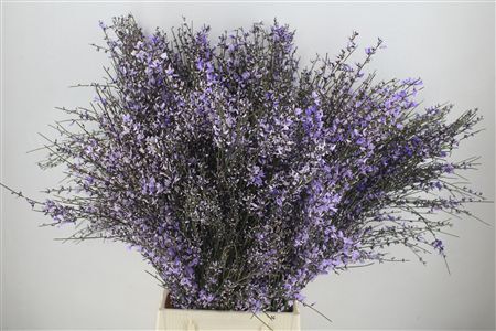 Ginster 400gr Milka P Bunch