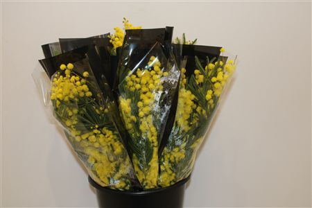 Mimosa Mirandole 200gr P Bunch