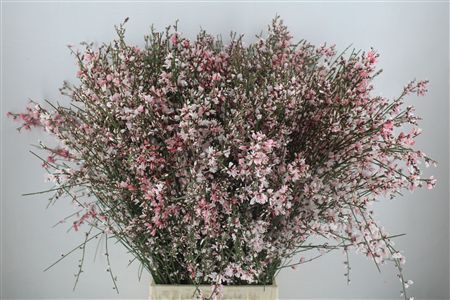 Ginster 400gr Pink P Bunch