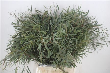 Euca Nicoly Short 150gr P Bunch