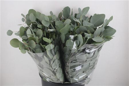 Euca Populus Short 150gr P Bunch