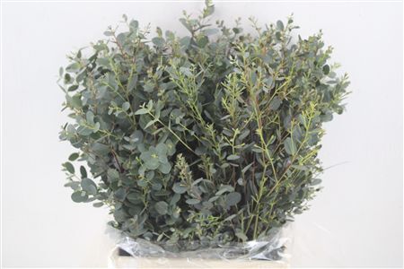 Euca Gunny Short 150gr P Bunch