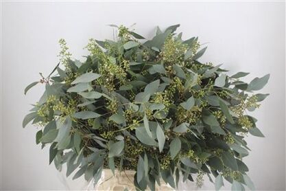 Populus Berry 300gr