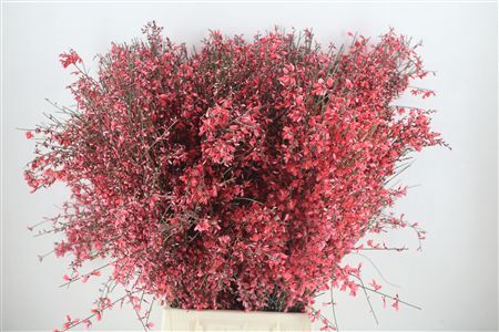 Ginster 400gr Red P Bunch