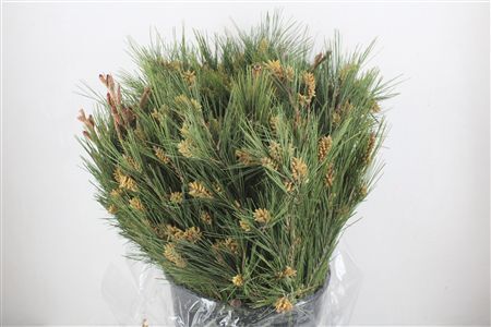 Pinus Flower P Bunch