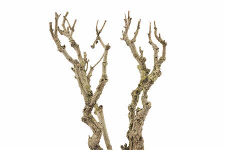 Seringenhout 80/90cm P/tk