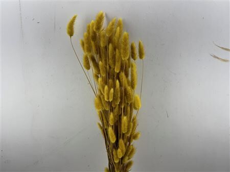 Dried Lagurus Yellow Bunch