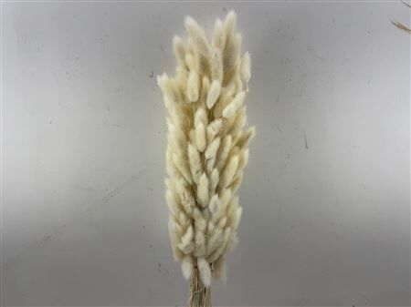 Dried Lagurus Bleached Bunch Slv