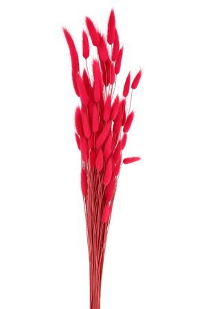 Dried Lagurus Cerise Bunch
