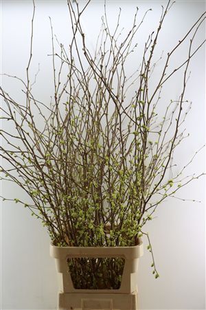 Corylopsis S Cynthia 160cm P St